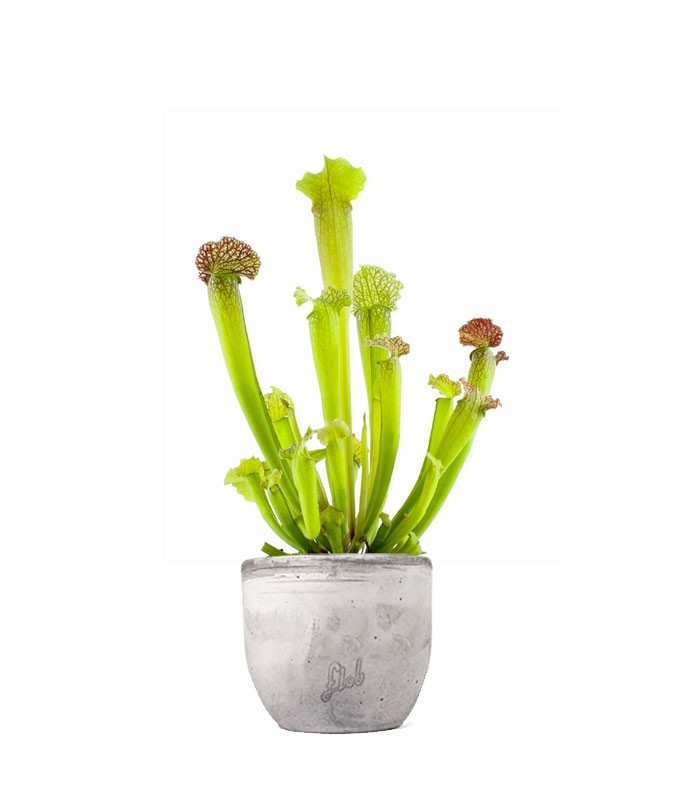 Sarracenia Velvet
