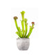 Sarracenia Velvet
