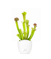 Sarracenia Velvet