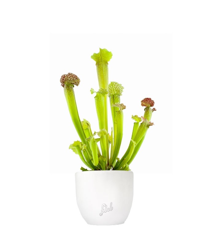 Sarracenia Velvet