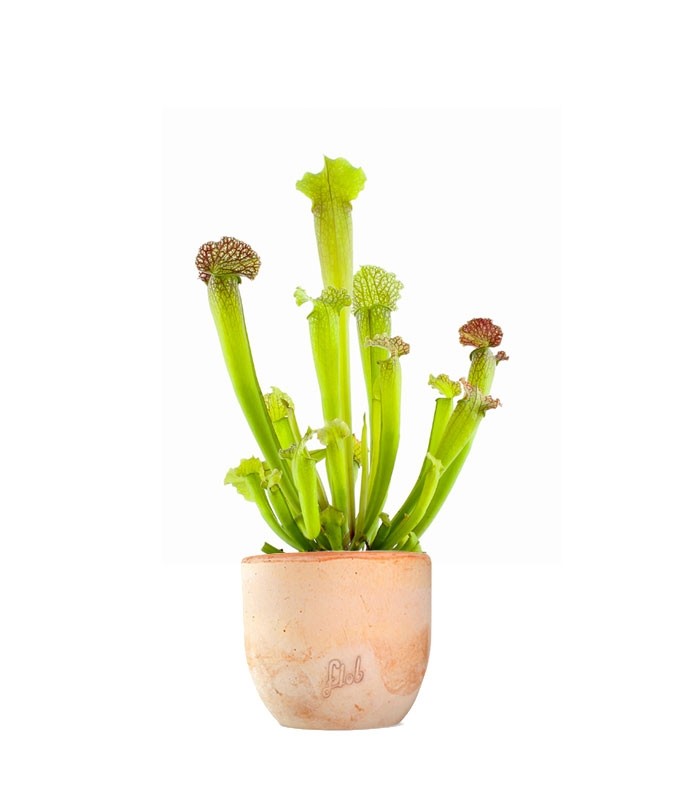 Sarracenia Velvet
