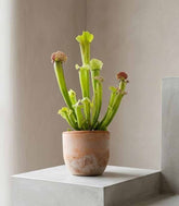 Sarracenia Velvet