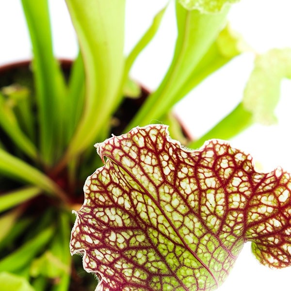 Sarracenia Velvet