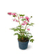 Dicentra Spectabilis (Cuore di Maria) – Dicentra Pianta Ornamentale