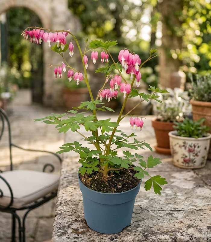 Dicentra Spectabilis (Cuore di Maria) – Dicentra Pianta Ornamentale