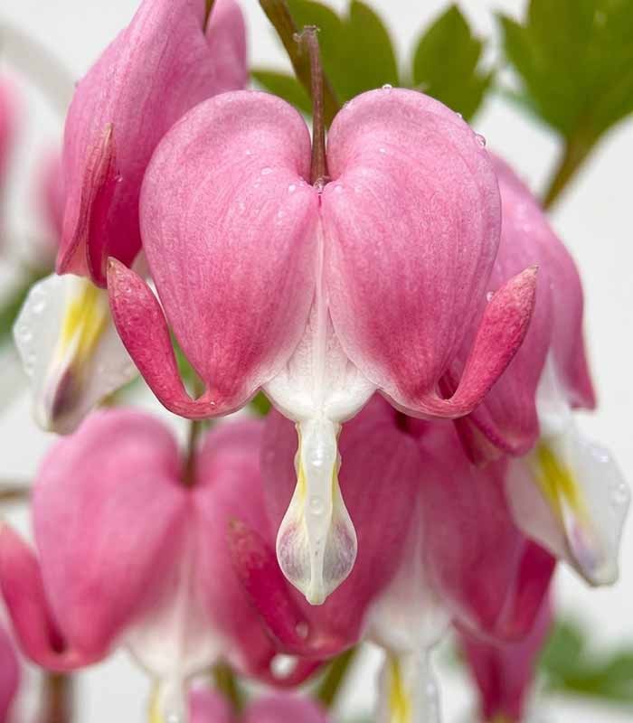Dicentra Spectabilis (Cuore di Maria) – Dicentra Pianta Ornamentale