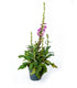 Digitale Purpurea (Digitalis)
