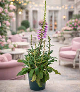 Digitale Purpurea (Digitalis)