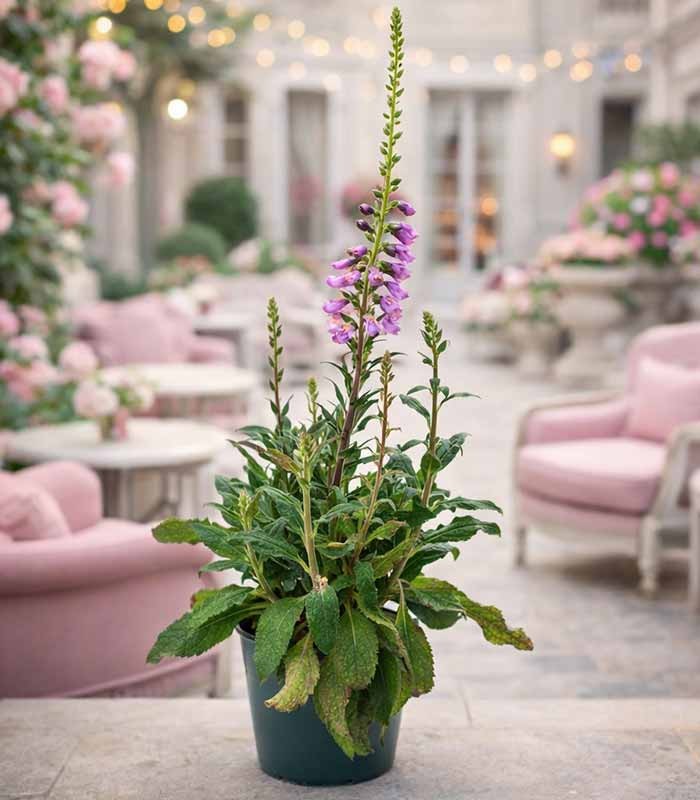 Digitale Purpurea (Digitalis)