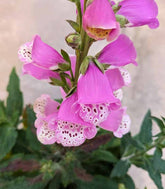Digitale Purpurea (Digitalis)