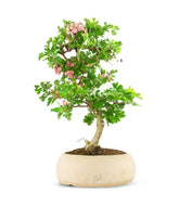 Crataegus cuneata | Biancospino 14 anni