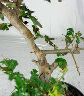 Crataegus cuneata | Biancospino 14 anni