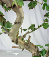 Crataegus cuneata | Biancospino 14 anni