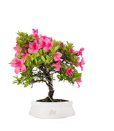 Bonsai di Azalea (Rhododendron indicum) 9 Anni
