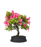 Bonsai di Azalea (Rhododendron indicum) 9 Anni