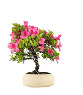 Bonsai di Azalea (Rhododendron indicum) 9 Anni