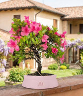 Bonsai di Azalea (Rhododendron indicum) 9 Anni
