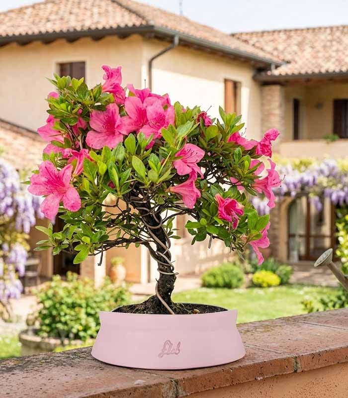 Bonsai di Azalea (Rhododendron indicum) 9 Anni