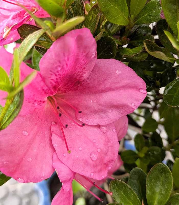 Bonsai di Azalea (Rhododendron indicum) 9 Anni