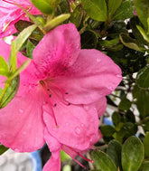 Bonsai di Azalea (Rhododendron indicum) 9 Anni