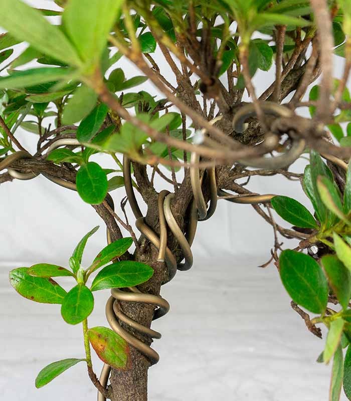Bonsai di Azalea (Rhododendron indicum) 9 Anni