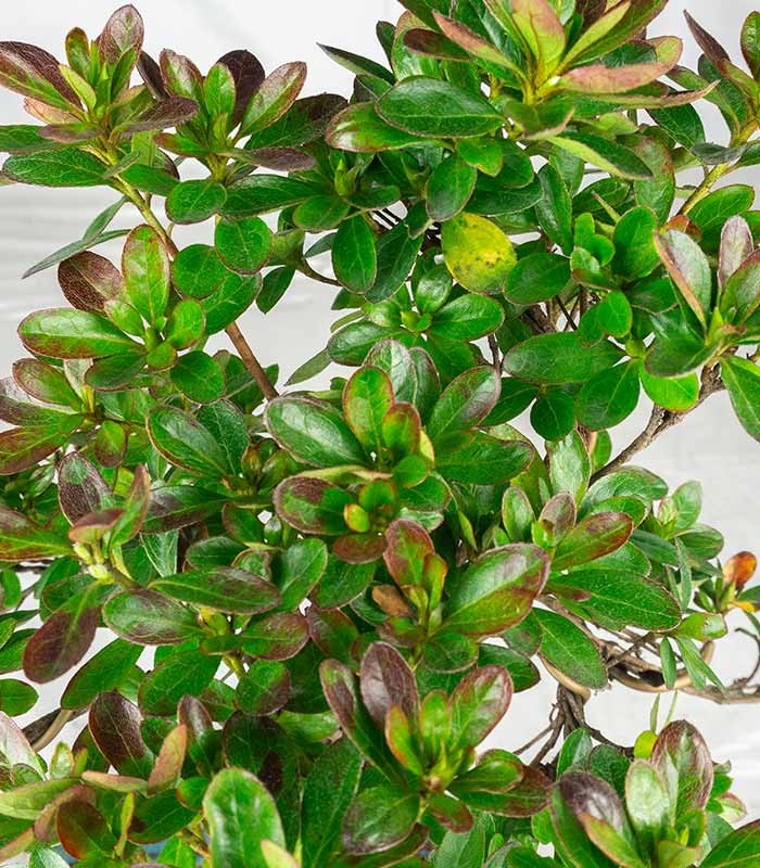Bonsai di Azalea (Rhododendron indicum) 9 Anni