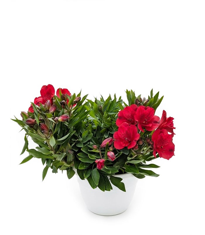 Pianta di Alstroemeria - Giglio del Perù