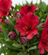 Pianta di Alstroemeria - Giglio del Perù