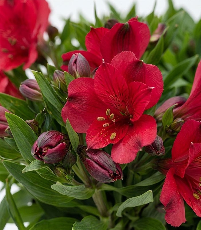 Pianta di Alstroemeria - Giglio del Perù