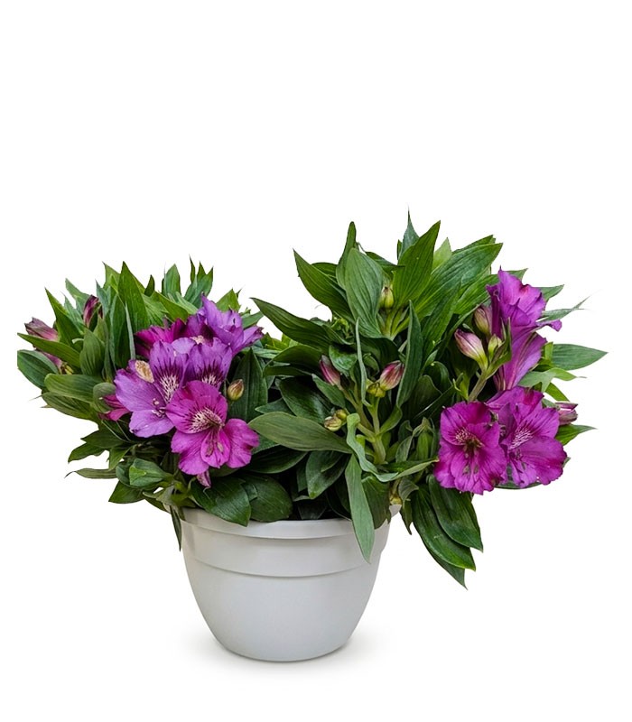 Pianta di Alstroemeria - Giglio del Perù