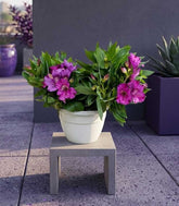 Pianta di Alstroemeria - Giglio del Perù