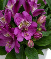 Pianta di Alstroemeria - Giglio del Perù