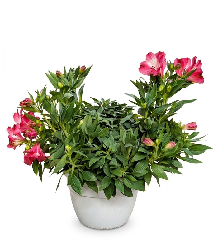 Pianta di Alstroemeria - Giglio del Perù
