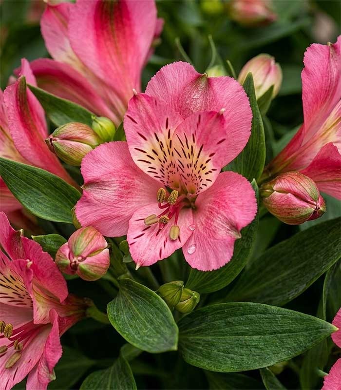 Pianta di Alstroemeria - Giglio del Perù