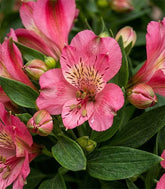 Pianta di Alstroemeria - Giglio del Perù