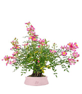 Bonsai Rosa canina 7 anni
