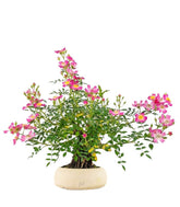 Bonsai Rosa canina 7 anni