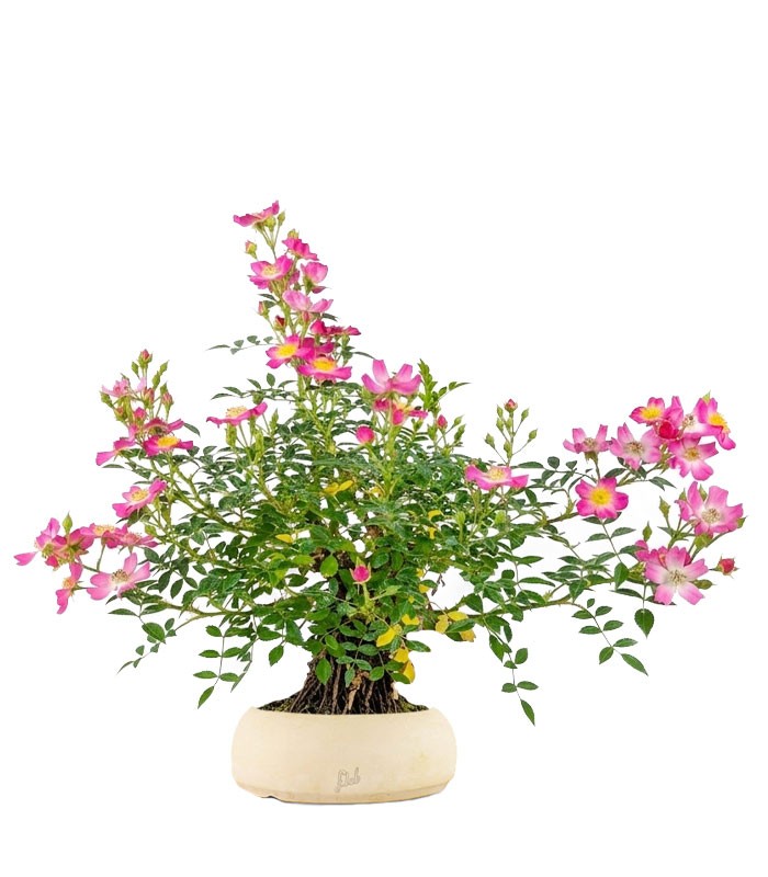 Bonsai Rosa canina 7 anni
