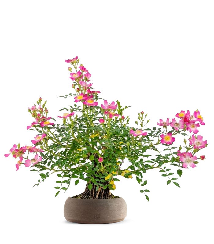Bonsai Rosa canina 7 anni