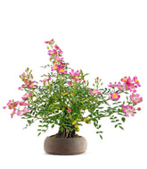 Bonsai Rosa canina 7 anni