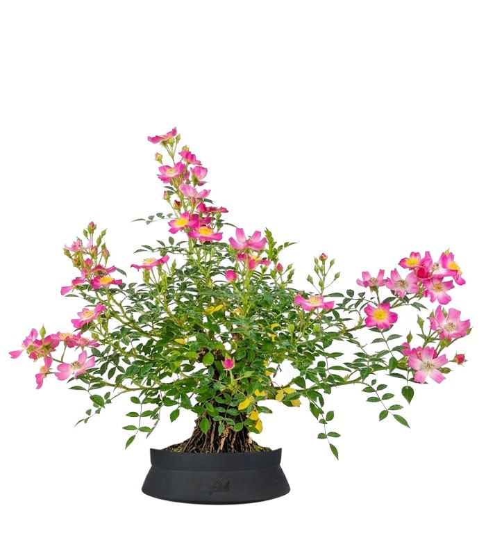 Bonsai Rosa canina 7 anni