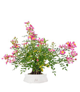 Bonsai Rosa canina 7 anni