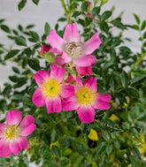 Bonsai Rosa canina 7 anni