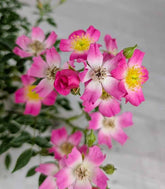 Bonsai Rosa canina 7 anni