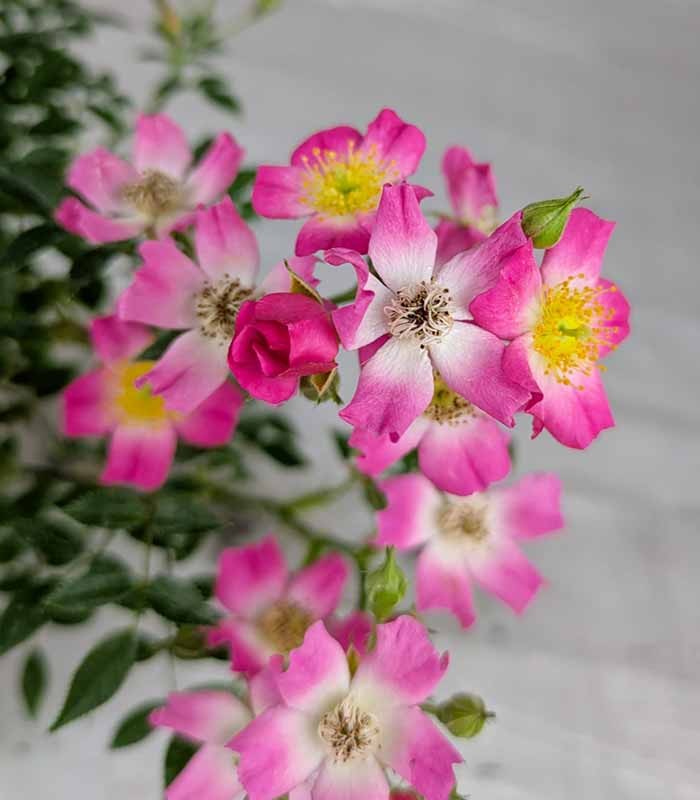 Bonsai Rosa canina 7 anni