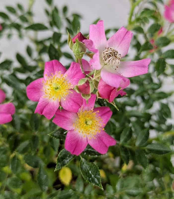 Bonsai Rosa canina 7 anni