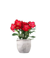 Rosa del deserto rossa