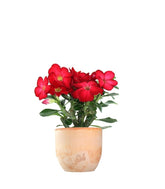 Rosa del deserto rossa