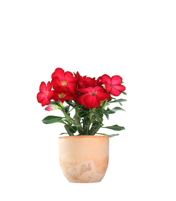 Rosa del deserto rossa