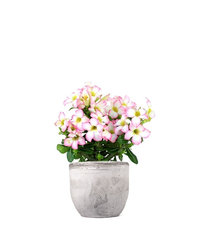 Rosa del deserto rosa | Adenium